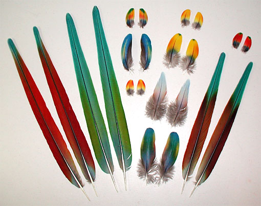 Pairs of Macaw Feathers